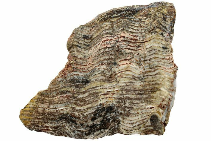 Strelley Pool Stromatolite Section - Billion Years Old #221624